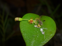Lepanthes appendiculata