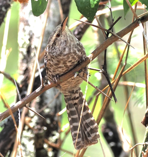 Fasciated Wren (Campylorhynchus fasciatus), photo 3