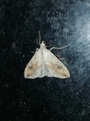 Evergestis forficalis