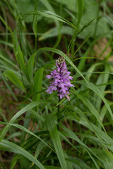 Dactylorhiza saccifera