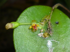 Lepanthes appendiculata