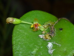 Lepanthes appendiculata