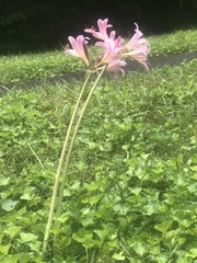 Lycoris squamigera