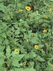 Helianthus debilis image