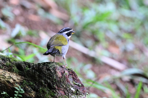 Half-collared Sparrow (Arremon semitorquatus), photo 6