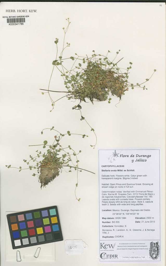 Stellaria ovata