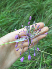 Allium carinatum pulchellum