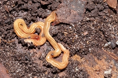 Caenoplana