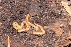 Caenoplana