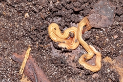 Caenoplana