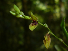 Stelis segoviensis