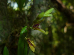 Stelis segoviensis