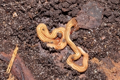 Caenoplana