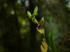 Stelis segoviensis