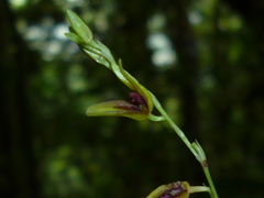 Stelis segoviensis