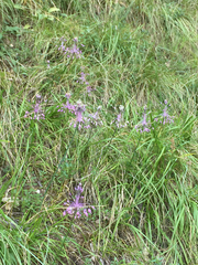 Allium carinatum pulchellum