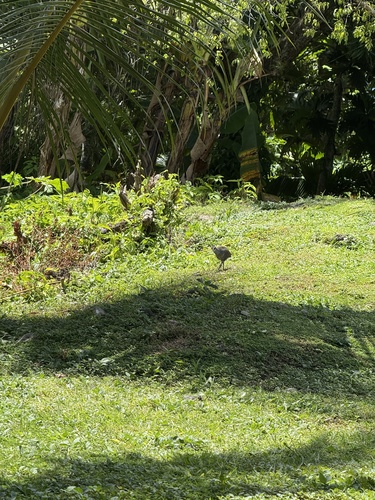 Buff-banded Rail