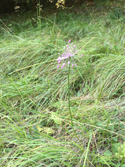 Allium carinatum pulchellum