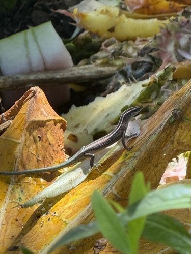 Azure-tailed Skink