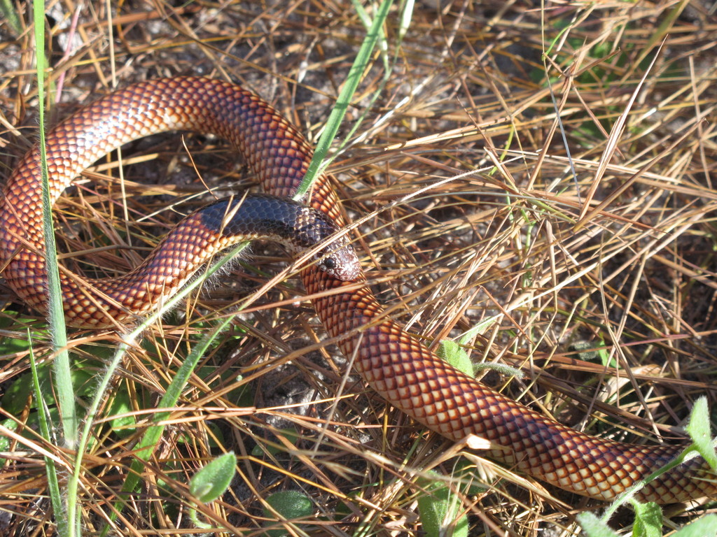 Northeastern Burrowing Snakes