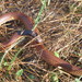 Northeastern Burrowing Snakes - Photo (c) David Paull, some rights reserved (CC BY-NC), uploaded by David Paull