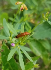 Rhagonycha fulva