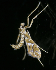 Lineodes