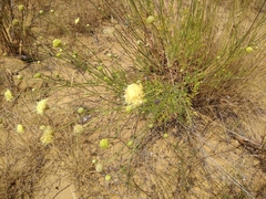 Cephalaria uralensis