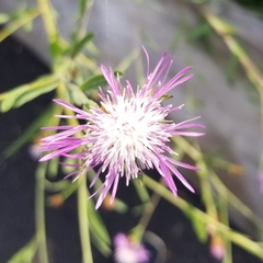 Centaurea × moncktonii
