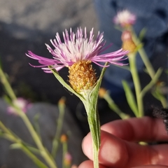 Centaurea × moncktonii