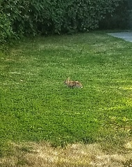 Sylvilagus floridanus