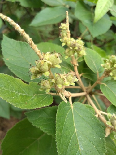 Croton grossedentatus