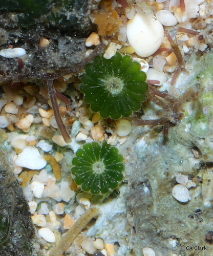 Parvocaulis parvulus, 2024-12-16