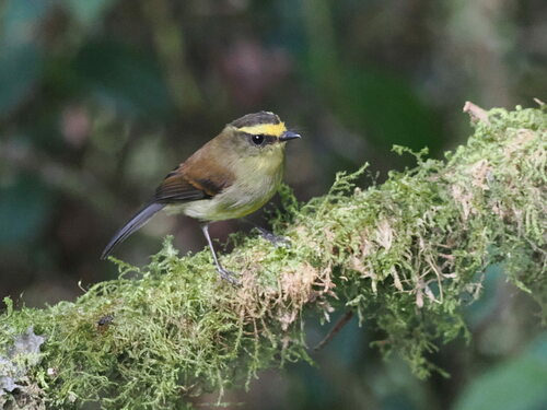 Yellow-bellied Chat-Tyrant (Silvicultrix diadema), photo 6