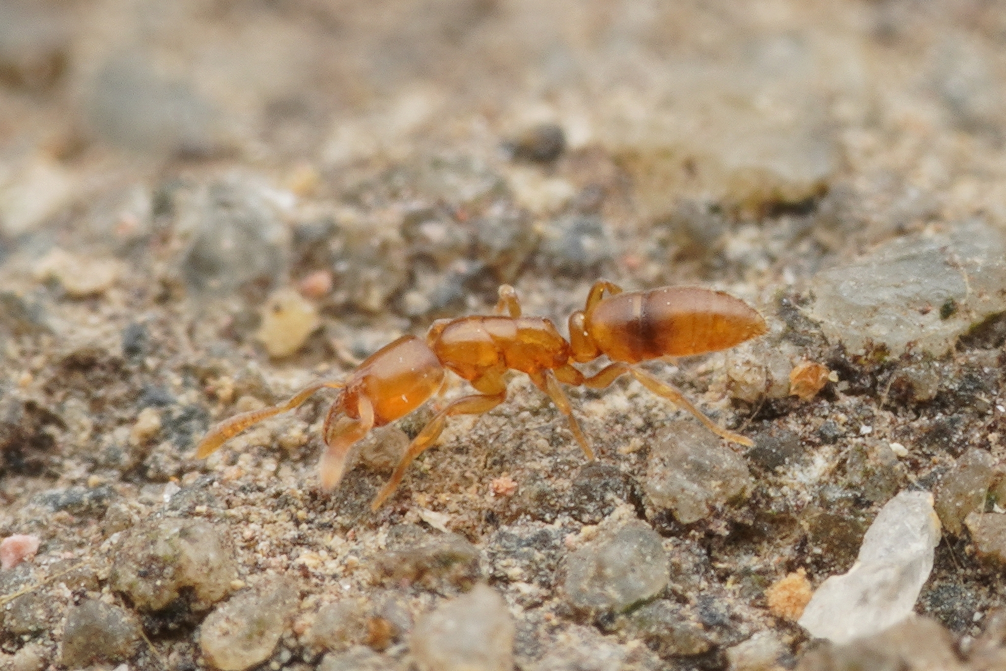 Hypoponera exoecata