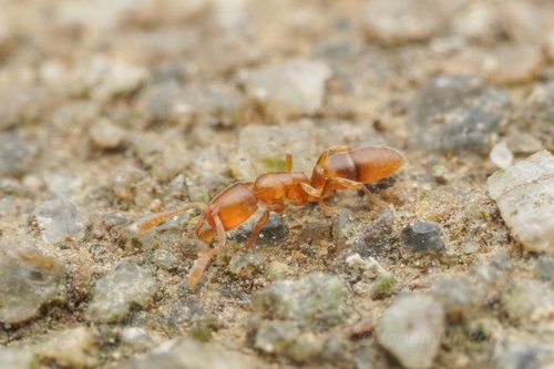 埃克斯姬猛蚁Hypoponera exoecata