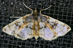 Compacta hirtalis
