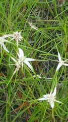 Rhynchospora colorata image