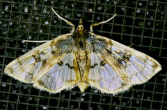 Compacta hirtalis