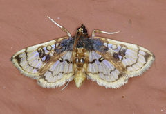 Compacta hirtalis
