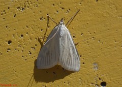 Sitochroa palealis