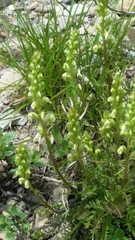 Pedicularis contorta