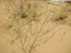 Eremosparton aphyllum