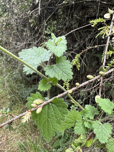 Lourteigia ballotifolia, photograph 1