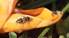 Toxomerus vertebratus