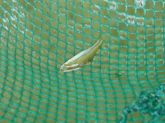 Pseudorasbora parva parvula