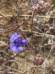 Gilia capitata chamissonis