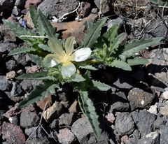 Mentzelia tridentata