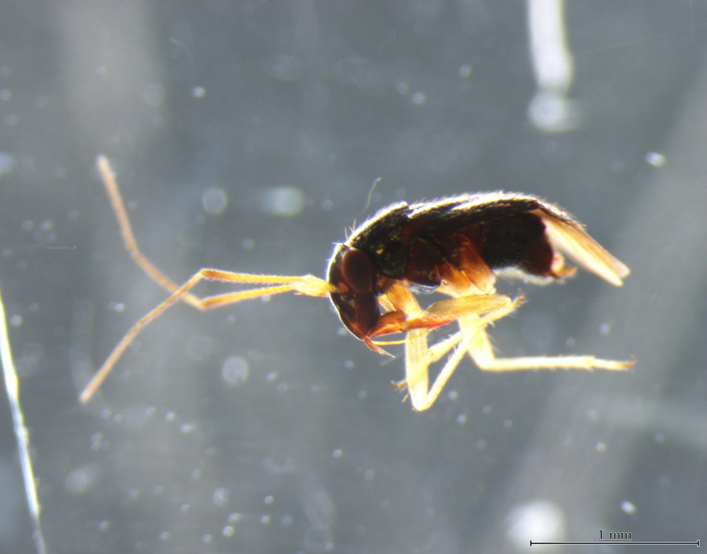 Halticus tibialis