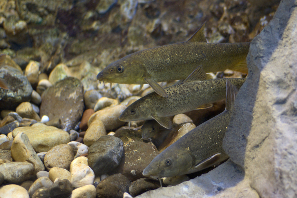 Italian Barbel